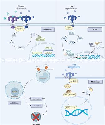 Antitumor immunostimulatory activity of the traditional Chinese medicine polysaccharide on hepatocellular carcinoma